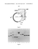 Nucleic Acids for Cloning and Expressing Multiprotein Complexes diagram and image