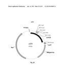 Nucleic Acids for Cloning and Expressing Multiprotein Complexes diagram and image