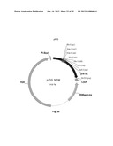 Nucleic Acids for Cloning and Expressing Multiprotein Complexes diagram and image