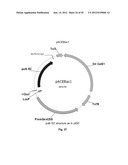 Nucleic Acids for Cloning and Expressing Multiprotein Complexes diagram and image