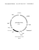 Nucleic Acids for Cloning and Expressing Multiprotein Complexes diagram and image