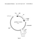 Nucleic Acids for Cloning and Expressing Multiprotein Complexes diagram and image