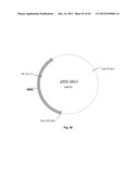 Nucleic Acids for Cloning and Expressing Multiprotein Complexes diagram and image