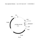 Nucleic Acids for Cloning and Expressing Multiprotein Complexes diagram and image