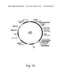 Methods for producing hyaluronan in a recombinant host cell diagram and image