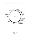 Methods for producing hyaluronan in a recombinant host cell diagram and image