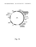 Methods for producing hyaluronan in a recombinant host cell diagram and image