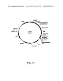 Methods for producing hyaluronan in a recombinant host cell diagram and image