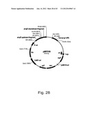 Methods for producing hyaluronan in a recombinant host cell diagram and image