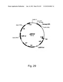 Methods for producing hyaluronan in a recombinant host cell diagram and image