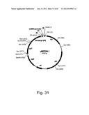 Methods for producing hyaluronan in a recombinant host cell diagram and image