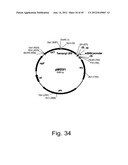 Methods for producing hyaluronan in a recombinant host cell diagram and image