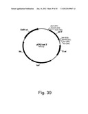 Methods for producing hyaluronan in a recombinant host cell diagram and image