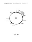 Methods for producing hyaluronan in a recombinant host cell diagram and image