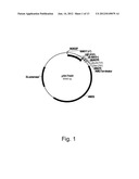 Polypeptides Having C4 Dicarboxylic Acid Transporter Activity and     Polynucleotides Encoding Same diagram and image