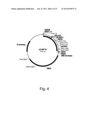 Polypeptides Having C4 Dicarboxylic Acid Transporter Activity and     Polynucleotides Encoding Same diagram and image