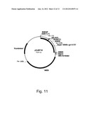 Polypeptides Having C4 Dicarboxylic Acid Transporter Activity and     Polynucleotides Encoding Same diagram and image