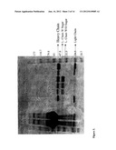 FUSION PROTEINS CONTAINING RECOMBINANT CYTOTOXIC RNASES diagram and image