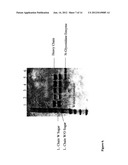 FUSION PROTEINS CONTAINING RECOMBINANT CYTOTOXIC RNASES diagram and image