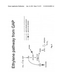 Ethanol Production in Microorganisms diagram and image