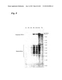 PRRS VIRUSES, INFECTIOUS CLONES, MUTANTS THEREOF, AND METHOD OF USE diagram and image