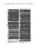 PRRS VIRUSES, INFECTIOUS CLONES, MUTANTS THEREOF, AND METHOD OF USE diagram and image