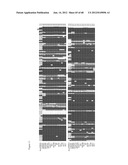 PRRS VIRUSES, INFECTIOUS CLONES, MUTANTS THEREOF, AND METHOD OF USE diagram and image