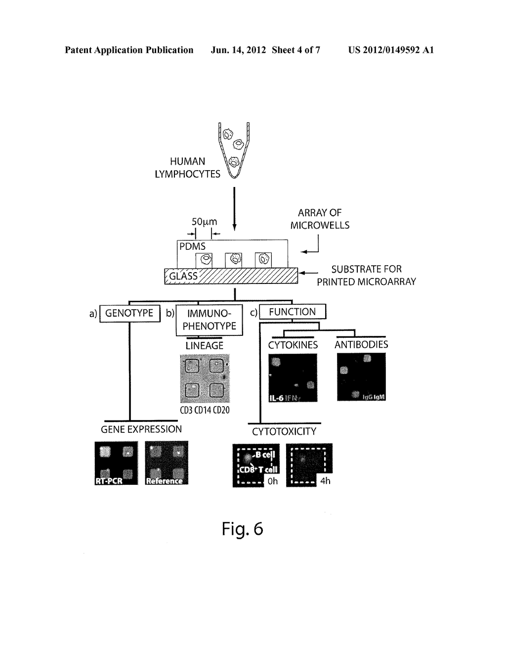 Compositions And Methods For Assessing Cytotoxicity Of Single Cells - diagram, schematic, and image 05