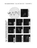 Protein fragment complementation assays for high-throughput and     high-content screening diagram and image