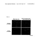 FEEDER CELLS FOR TARGET CELL INDUCTION diagram and image