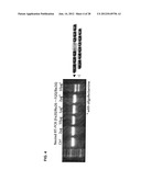 TRICYCLO-DNA ANTISENSE OLIGONUCLEOTIDES, COMPOSITIONS, AND METHODS FOR THE     TREATMENT OF DISEASE diagram and image