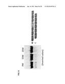 TRICYCLO-DNA ANTISENSE OLIGONUCLEOTIDES, COMPOSITIONS, AND METHODS FOR THE     TREATMENT OF DISEASE diagram and image