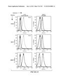 APOPTOTIC ANTI-IGE ANTIBODIES diagram and image