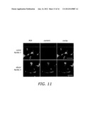 ALKYNYL SUGAR ANALOGS FOR LABELING AND VISUALIZATION OF GLYCOCONJUGATES IN     CELLS diagram and image