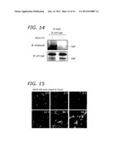 ALKYNYL SUGAR ANALOGS FOR LABELING AND VISUALIZATION OF GLYCOCONJUGATES IN     CELLS diagram and image