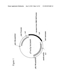 Novel Laccases, Compositions and Methods of Use diagram and image