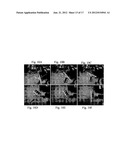 COLLECTOR AND CONCENTRATOR OF SOLAR RADIATION diagram and image