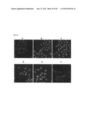 FLUORESCENT COMPOUNDS diagram and image