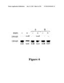 RECOMBINANT MYCOBACTERIUM STRAIN EXPRESSING A MYCOBACTERIAL FAP PROTEIN     UNDER THE CONTROL OF A PROMOTER ACTIVE UNDER HYPOXIA  AND ITS APPLICATION     FOR CANCER THERAPY diagram and image