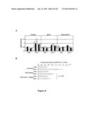 RECOMBINANT MYCOBACTERIUM STRAIN EXPRESSING A MYCOBACTERIAL FAP PROTEIN     UNDER THE CONTROL OF A PROMOTER ACTIVE UNDER HYPOXIA  AND ITS APPLICATION     FOR CANCER THERAPY diagram and image