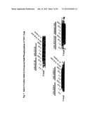 NOVEL ANTI-IL13 ANTIBODIES AND USES THEREOF diagram and image