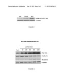 Methods and Compositions for Treatment of Tumor Metastasis diagram and image