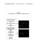 Methods and Compositions for Wound Treatment diagram and image