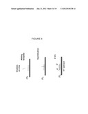 CLONAL AMPLIFICATION OF NUCLEIC ACID ON SOLID SURFACE WITH TEMPLATE     WALKING diagram and image