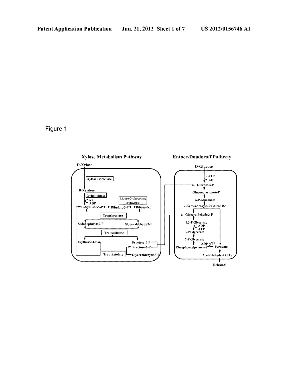  XYLOSE UTILIZATION IN RECOMBINANT ZYMOMONAS - diagram, schematic, and image 02