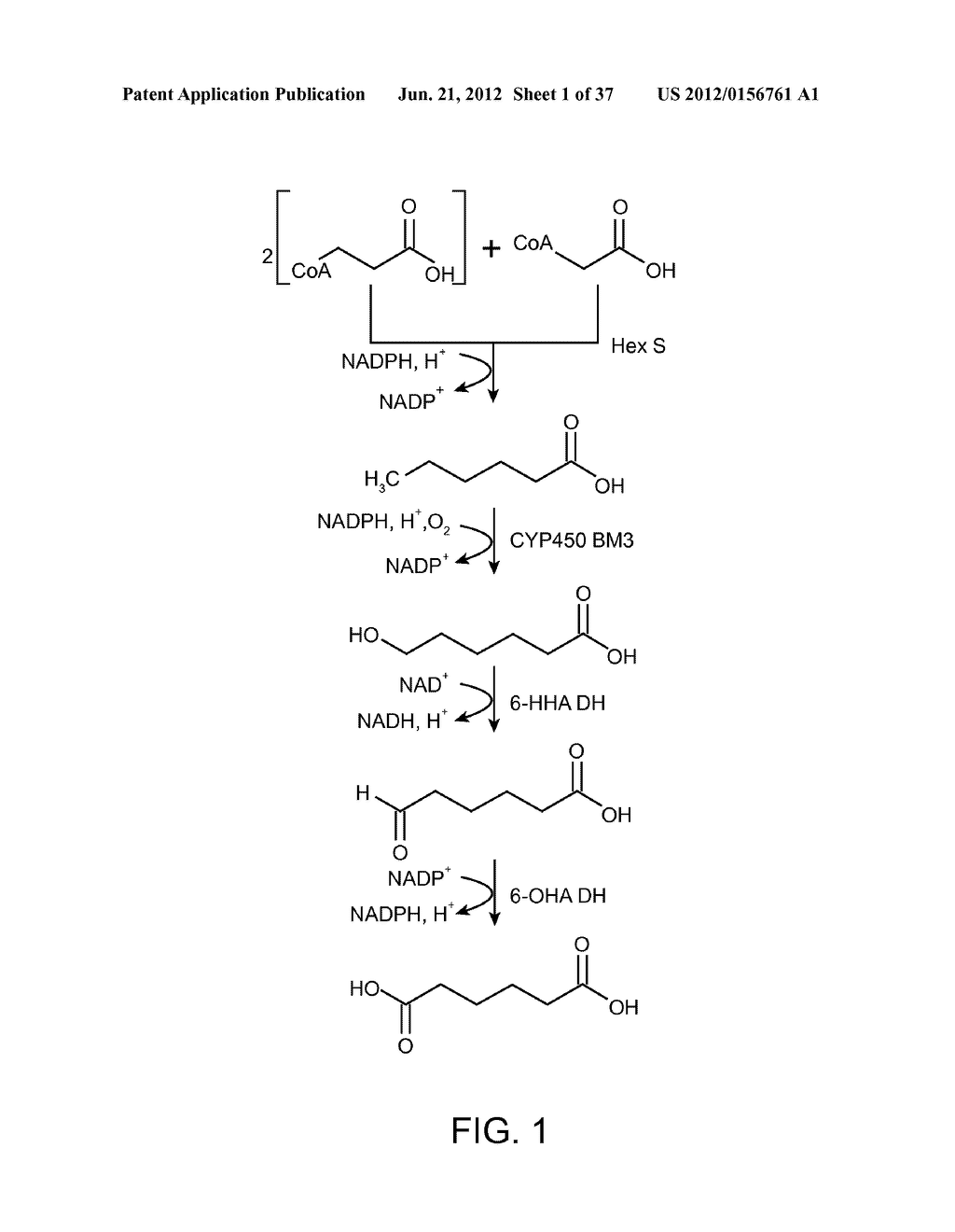 BIOLOGICAL METHODS FOR PREPARING ADIPIC ACID - diagram, schematic, and image 02