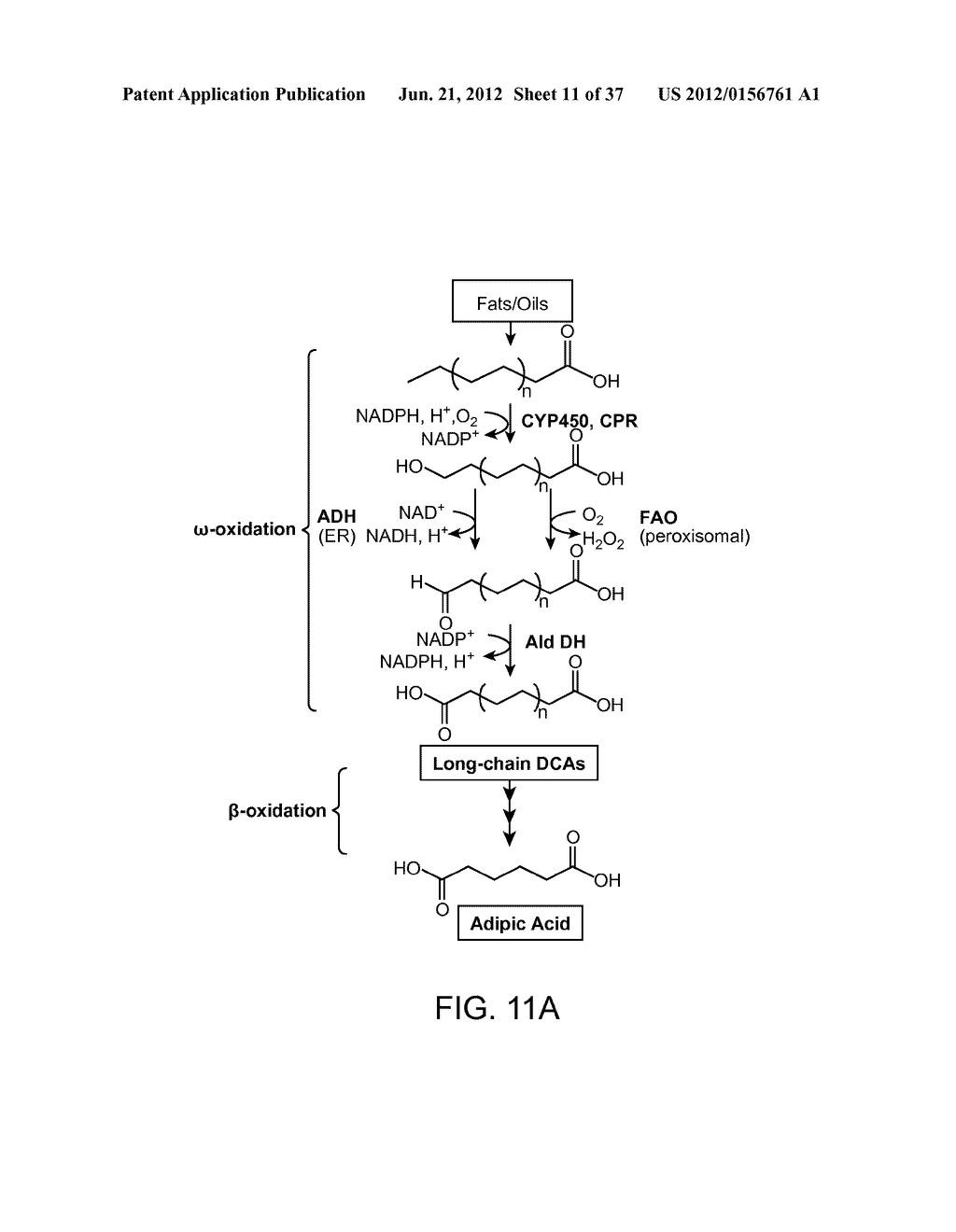 BIOLOGICAL METHODS FOR PREPARING ADIPIC ACID - diagram, schematic, and image 12