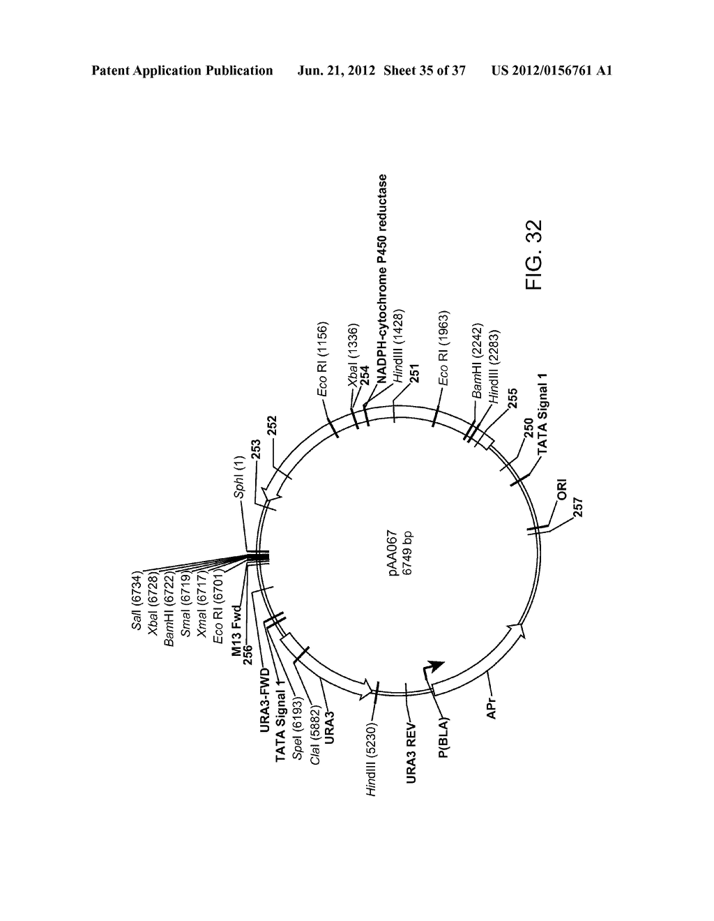 BIOLOGICAL METHODS FOR PREPARING ADIPIC ACID - diagram, schematic, and image 36