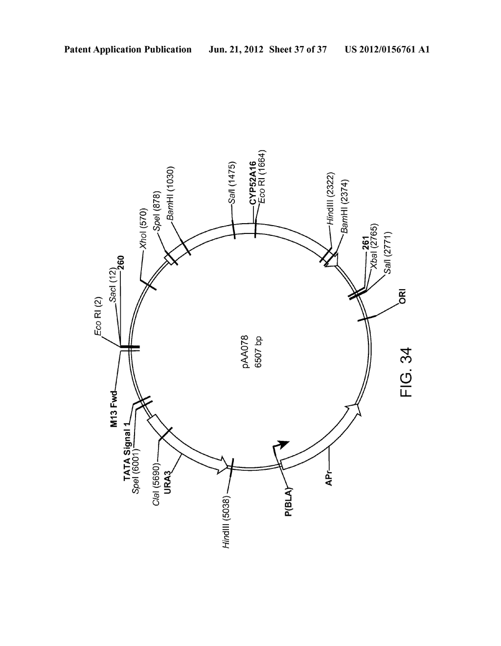 BIOLOGICAL METHODS FOR PREPARING ADIPIC ACID - diagram, schematic, and image 38