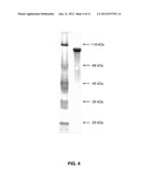 BIOPOLYMER, IMPLANT COMPRISING IT AND USES THEREOF diagram and image